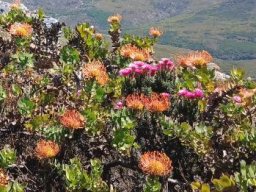 Leucospermum cordifolium on a fynbos brow 